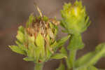 Pineland goldenaster